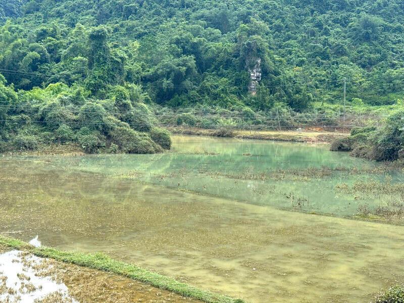 Nước vẫn loang loáng như ao hồ, diện tích lúa đang đà xanh non đã hư hại gần như toàn bộ. Ảnh: Khánh Linh