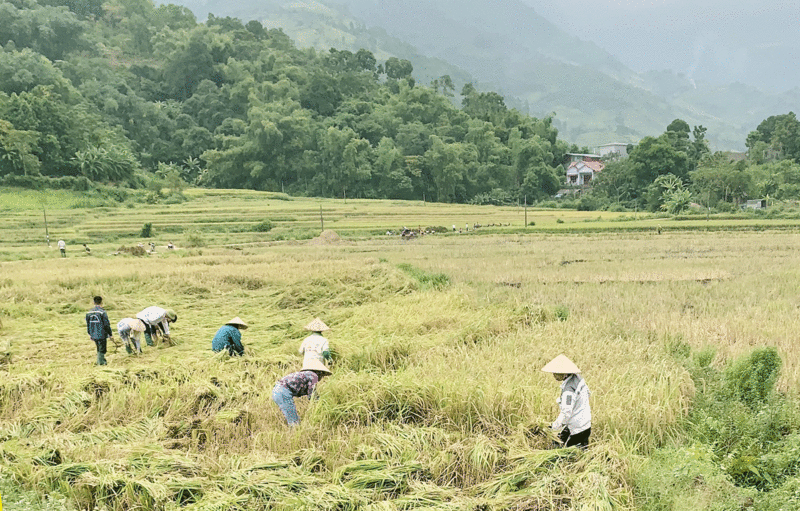 HTX Tiên Phong Mường Vi: Nâng cao giá trị nông sản vùng dân tộc thiểu số Lào Cai