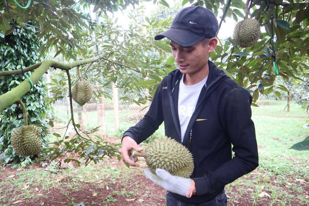 Thợ gõ sầu riêng phải trải qua nhiều năm rèn luyện để thành nghề. Ảnh: Chí Long