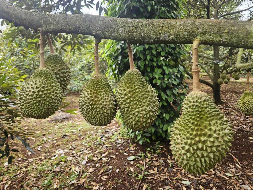 Đắk Lắk đang trong vụ thu hoạch sầu riêng. Ảnh: Chí Long