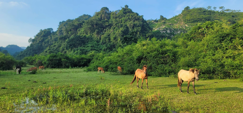 Dự án “Đa dạng hóa sinh kế, phát triển mô hình giảm nghèo” đã biến tiềm năng tự nhiên thành sức mạnh kinh tế cho người dân vùng cao. Ảnh: Nguyễn Tuấn