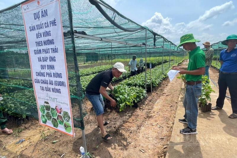 Dự án sản xuất cà phê bền vững theo hướng giảm phát thải và đáp ứng các quy định EUDR tại Đắk Nông cũ, nay là tỉnh Lâm Đồng. Ảnh: Báo Lâm Đồng