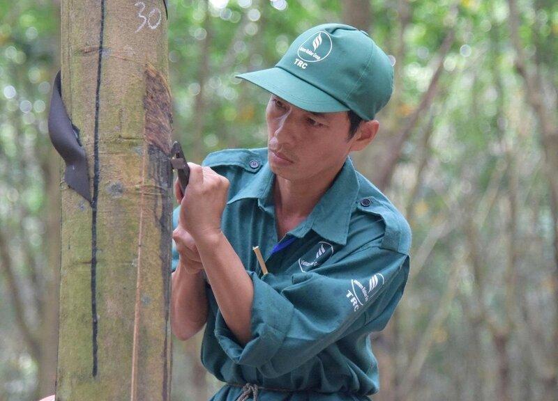 Các doanh nghiệp đã chủ động thay đổi, thích ứng với Quy định EUDR. Ảnh: Anh Phương