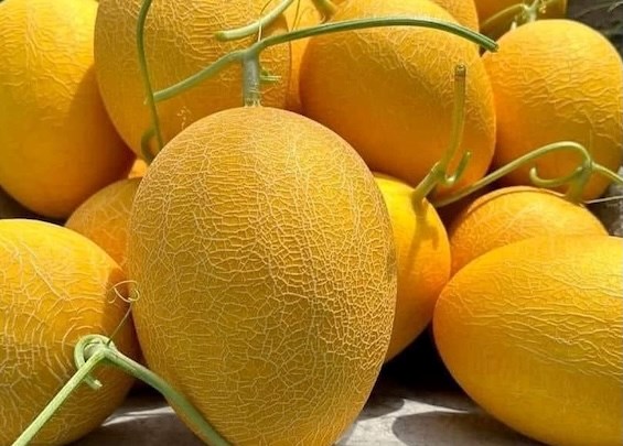 Ăn dưa lưới đúng cách, tốt cho sức khỏe thận