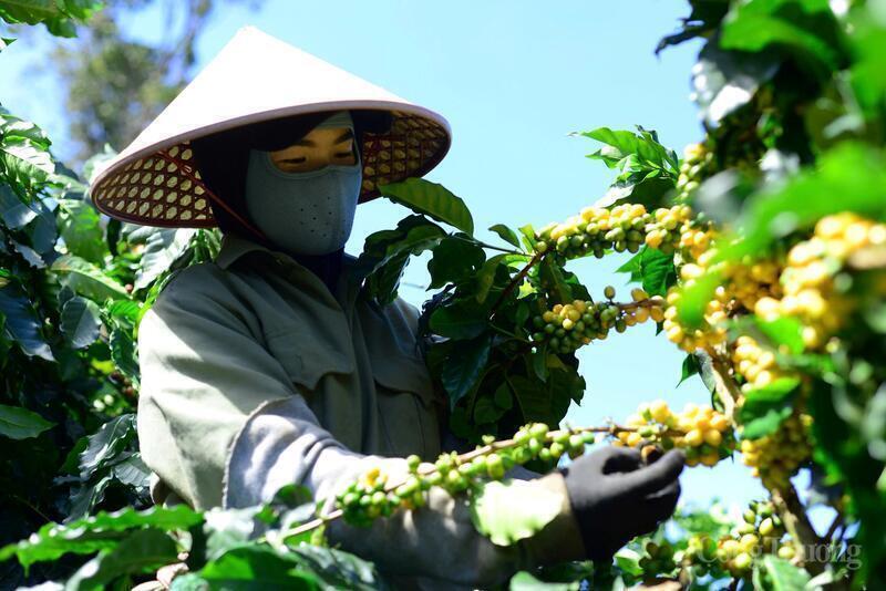 Người dân Gia Lai thu hoạch cà phê