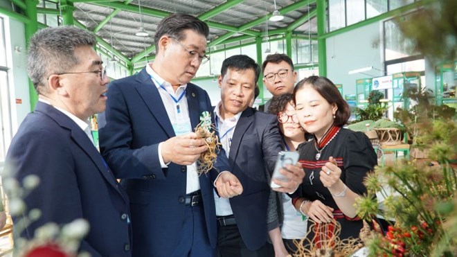 Đà Nẵng nghiên cứu di thực, phát triển trồng sâm Ngọc Linh trên 1.000m