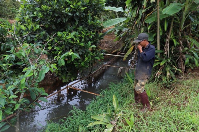 Trại heo xả thải, biến dòng suối thành màu đen, mùi hôi thối bao trùm cả thôn ở Lâm Đồng