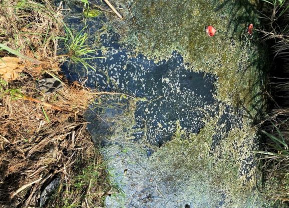 Nguồn nước thải ra từ trại heo bị người dân phản ánh vì ô nhiễm. Ảnh: Lam Hồng