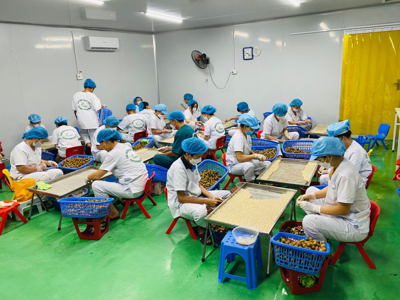 Công nhân sản xuất long nhãn tại Công ty TNHH Sản xuất, Thương mại và Xuất khẩu Nông sản Việt Vinagri. Ảnh: Báo Hưng Yên