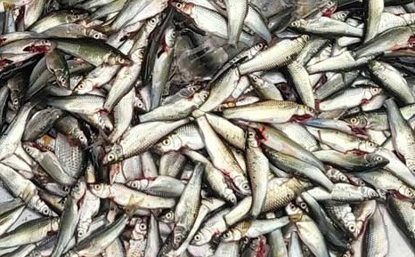 Bí quyết bổ sung canxi từ cá linh mùa nước nổi