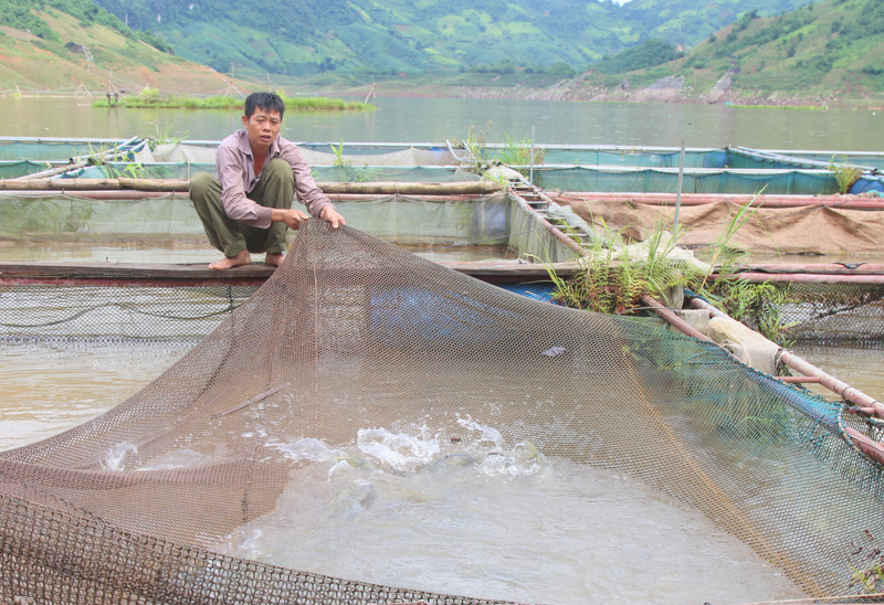 Người dân bản Sông Đà, xã Nậm Mạ chăm sóc cá lồng trên lòng hồ thủy điện. Ảnh: Vương Trang