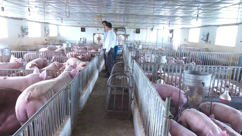 Chăn nuôi heo theo hướng an toàn sinh học giúp giảm rủi ro dịch bệnh