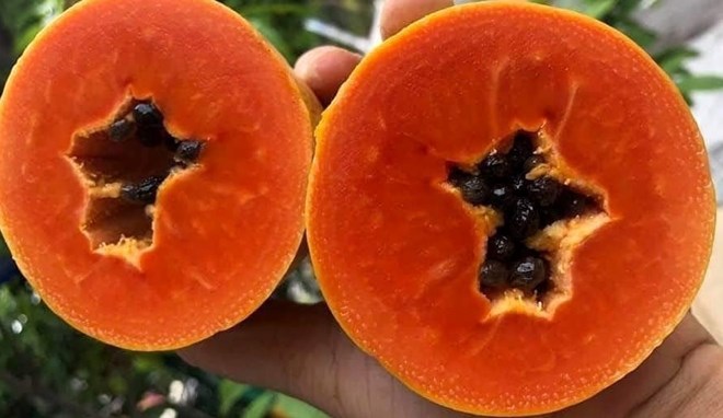 Đu đủ chín và nguy cơ sỏi thận