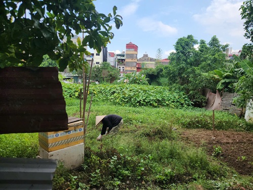 Một số người dân tận dụng đất dự án chưa triển khai để trồng rau. Ảnh: Minh Hạnh