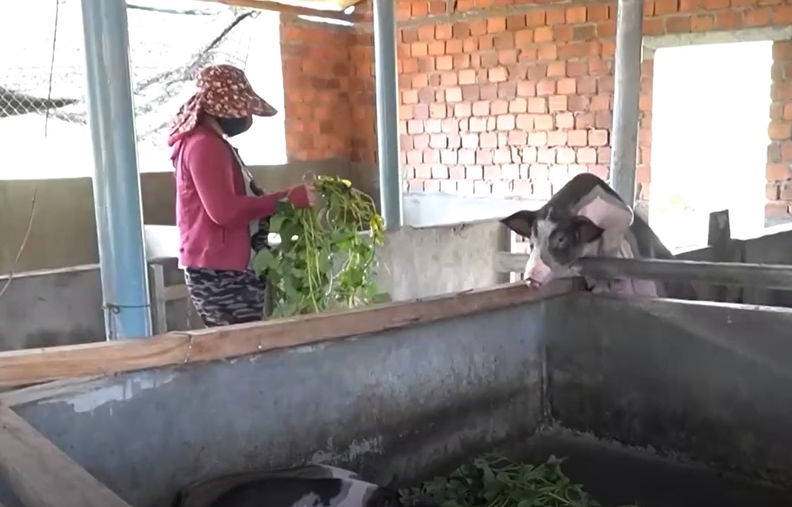 Dịch tả lợn được kiểm soát, người chăn nuôi mạnh dạn nuôi lợn trở lại. Ảnh: Viên Nguyễn
