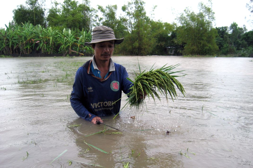 Khi đỉnh lũ dâng cao và diễn biến phức tạp sẽ ảnh hưởng đến sinh hoạt, sản xuất của người dân. Trong ảnh, người trồng lúa vùng An Giang bị ảnh hưởng trong mùa lũ 2011. Ảnh: Thanh Mai