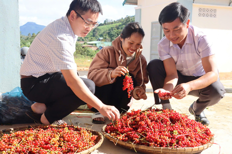 Đồng bào Xơ Đăng trúng đậm mùa ngũ vị tử. Ảnh: Bình An