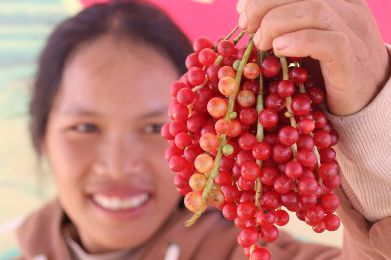 Năm nay, ngũ vị tử được mùa, được giá. Ảnh: Bình An