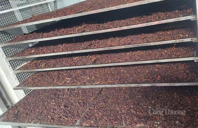 Ngũ vị tử được sấy bằng máy sấy chuyên dụng để giữ được thành phần thảo dược tốt nhất