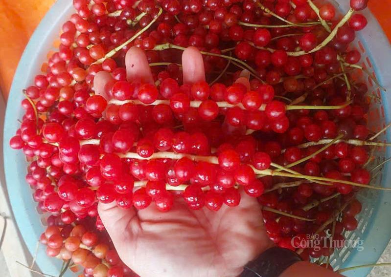 Ngũ vị tử chín đỏ mọng được HTX Thảo dược cộng đồng Tu Mơ Rông thu mua 25.000 đồng/kg