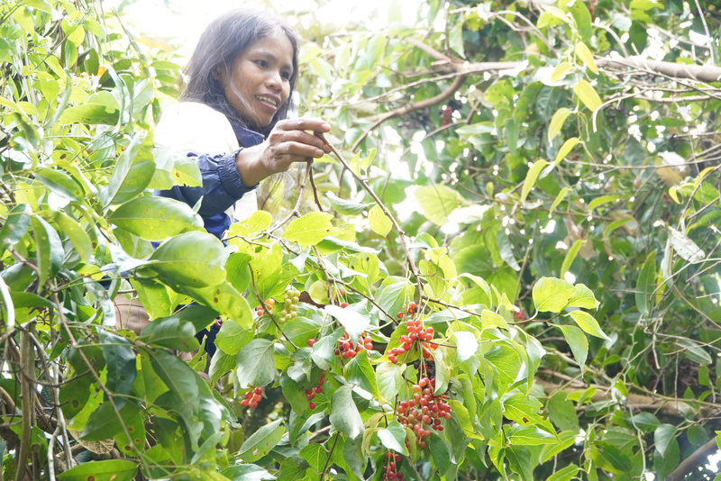 Đồng bào dân tộc Xơ Đăng vào rừng thu hái ngũ vị tử. Ảnh: Bình An