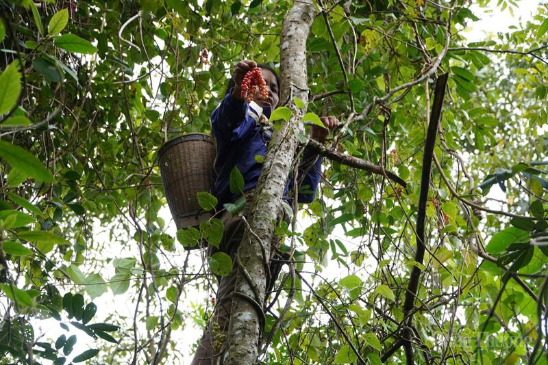 Ngũ vị tử là loại cây thân dây, bám quanh các thân gỗ, vì vậy, muốn thu hái ngũ vị tử cần phải bảo vệ rừng