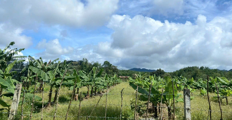 Rất nhiều vườn chuối được trồng ở A Lưới. Ảnh: Nguyễn Tuấn