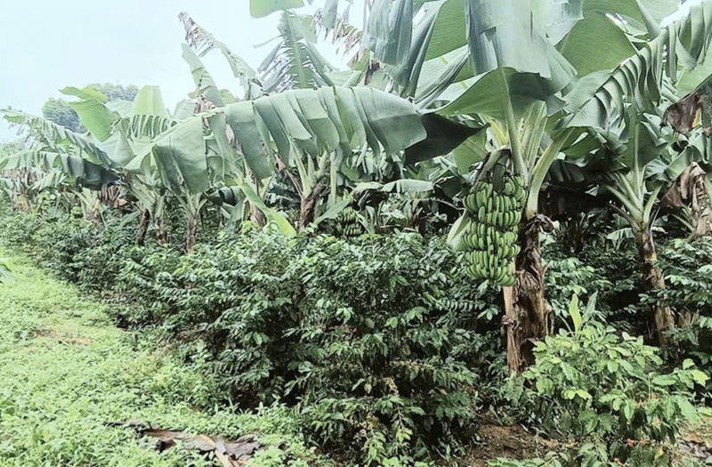 Chuối được trồng xem với cây lâu năm như cà phê, ca cao ở A Lưới mang lại hiệu quả cao. Ảnh: Nguyễn Tuấn