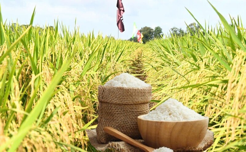 Giá lúa gạo hôm nay ngày 20/10: Gạo nguyên liệu xuất khẩu tăng, lúa tươi chững giá. Ảnh: Thanh Minh.