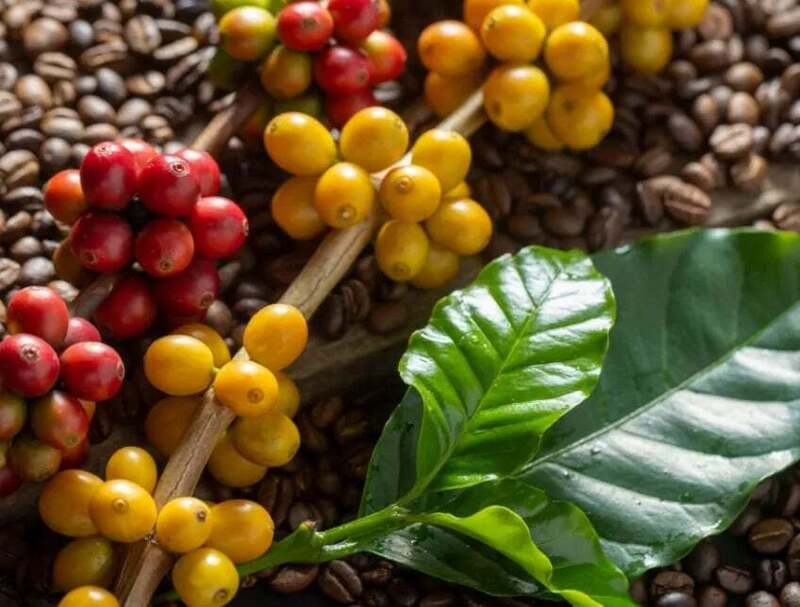 Giá cà phê Arabica đã tăng hơn 6,5%, lên mức 8.762 USD/tấn