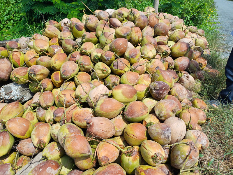 Cây lâu năm, điển hình là dừa, đặt ra nhiều thách thức trong chọn tạo giống