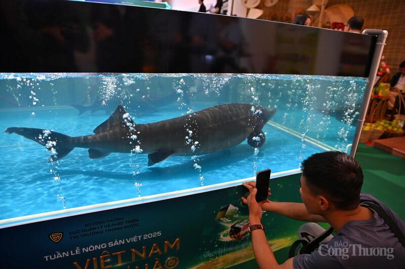 Cá tầm đấu giá tại Tuần lễ Nông sản Việt Nam 2025