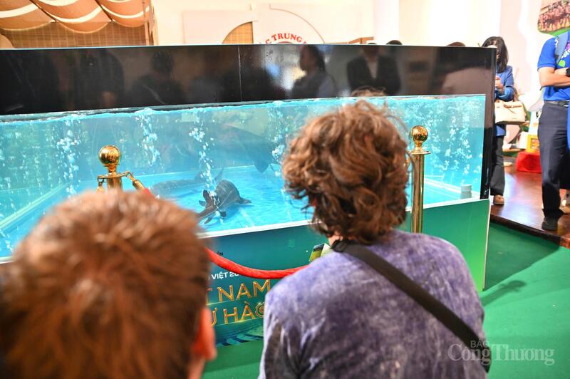 Ngoài ra, trong khuôn khổ sự kiện, Cục Quản lý và Phát triển thị trường trong nước đã hỗ trợ, kết nối để Hợp tác xã Dương Yến - một trong những cơ sở nuôi cá tầm lớn của tỉnh Lai Châu giới thiệu và tiêu thụ thành công cá tầm nặng 50 kg được xem là “kỷ lục” trong các trang trại nuôi cá của địa phương.