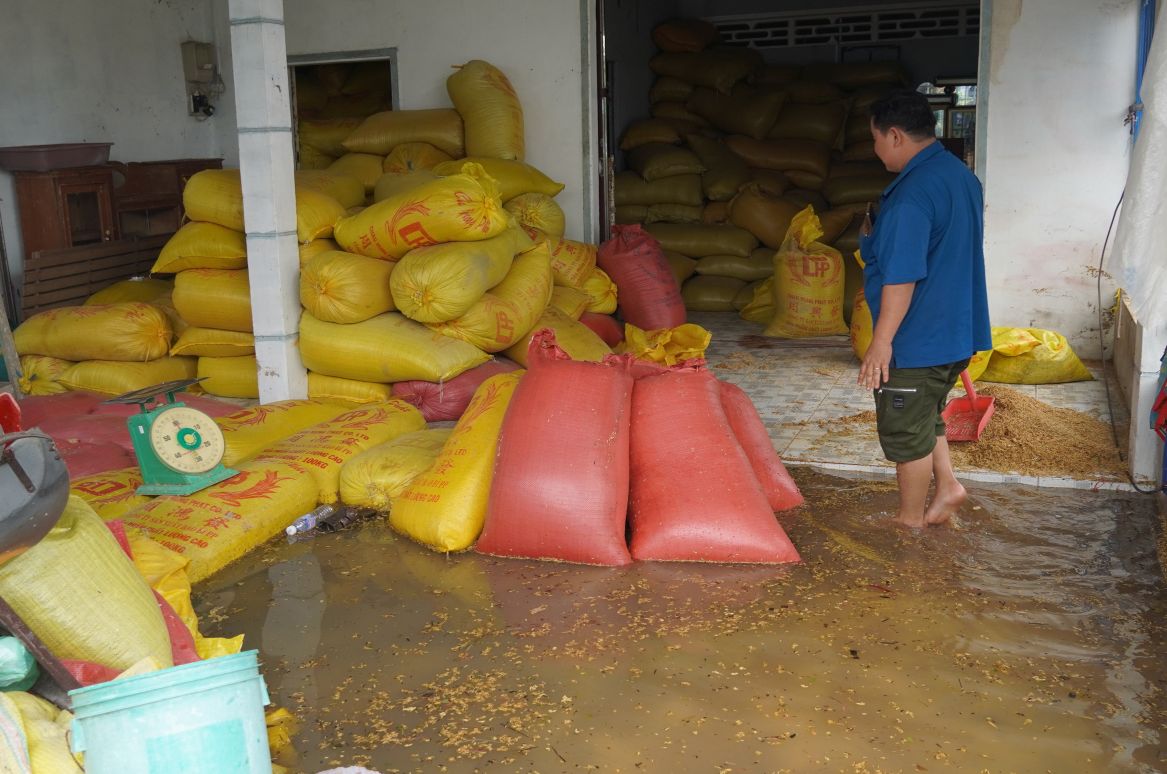 Vựa lúa của ông Trần Văn Khánh bị nước tràn vào làm ướt lúa. Ảnh: Phương Anh