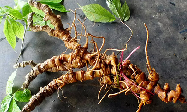 Sâm Lai Châu không chỉ là cây dược liệu, mà là thương hiệu là biểu tượng cho hướng phát triển kinh tế xanh. Ảnh minh họa