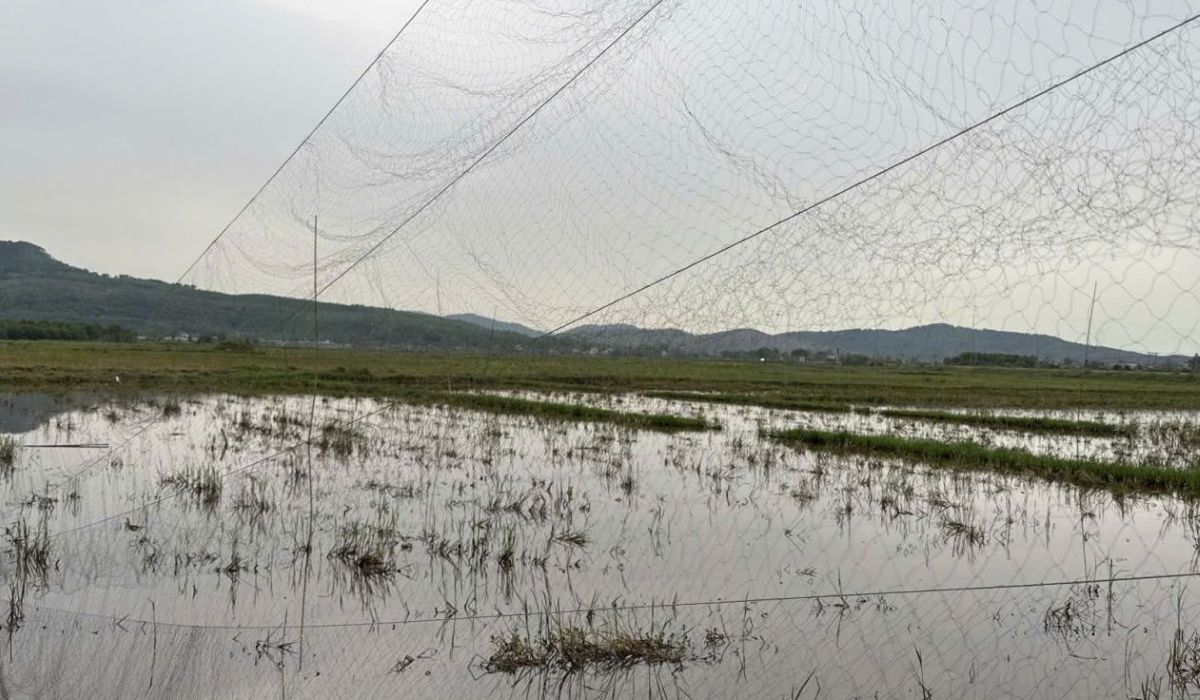 Tình trạng giăng lưới, bẫy chim trời thời gian qua trên địa bàn phường Đào Duy Từ. Ảnh: Công an Thanh Hóa