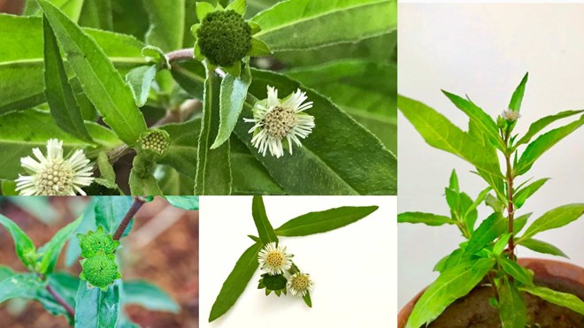 Loại thảo dược mọc hoang ven đường có tác dụng bảo vệ gan, thải độc tế bào cực mạnh