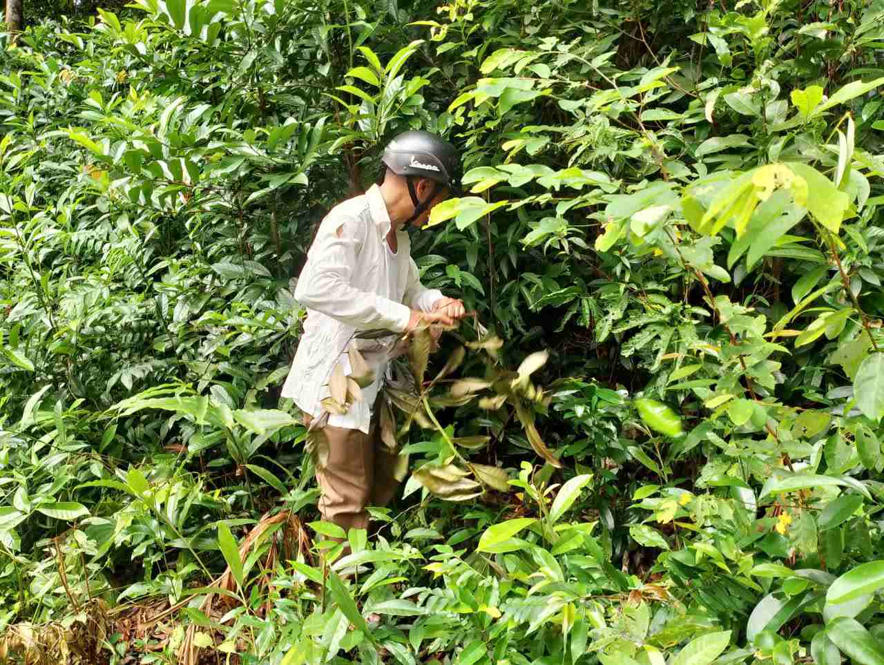 “Cò thưa kiện” lần tìm bụi rậm để chứng minh nơi từng đặt cột mốc ranh của VQG Phú Quốc, Đặc khu Phú Quốc, tỉnh An Giang. Ảnh: Nhóm PV