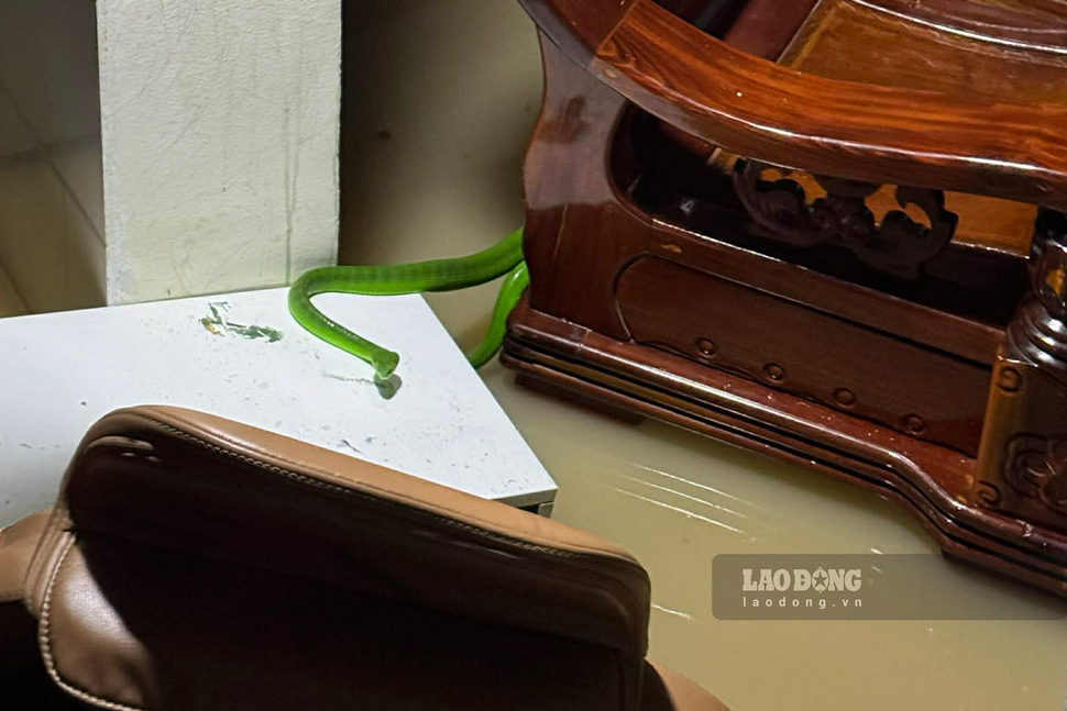 Rắn rết theo nước lũ tràn vào nhà dân. Ảnh: Hoài Phương
