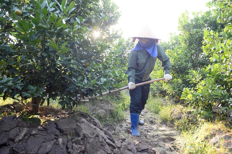 Hiện nay việc chăm bón, tỉa cảnh, uốn thế là việc quan trọng nhất, quyết định mùa vụ này có thắng lợi hay không.