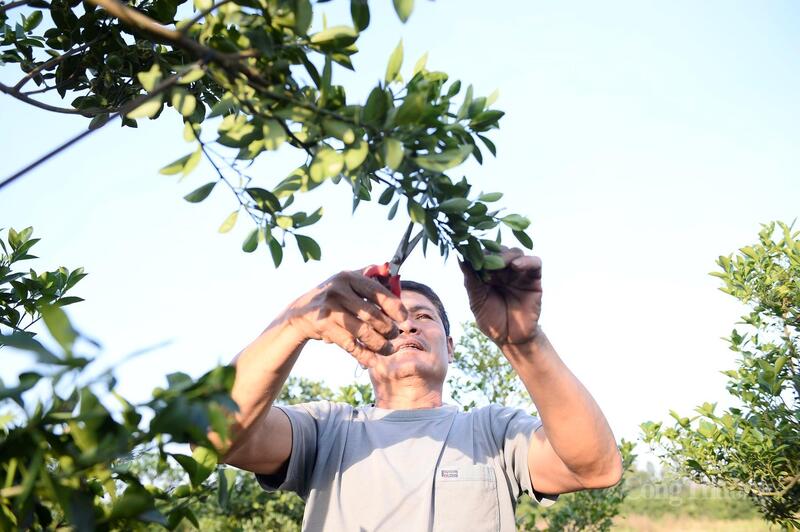 Với thời tiết khắc nghiệt và giá cả leo thang, dẫn đến người nông dân phải đầu tư thêm nhiều chi phí để đảm bảo cây quất sống khỏe, lá cành, quả phải đẹp nhất vào đúng dip Tết.