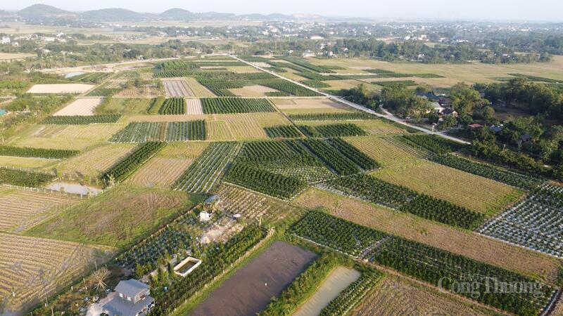 Với diện tích tập trung hàng chục ha cây quất cảnh ở các xã như Hợp Tiến, Hợp Lý, Triệu Thành, Vân Sơn…(huyện Triệu Sơn cũ), khiến nơi đây được ví như “thủ phủ quất cảnh của xứ Thanh”.