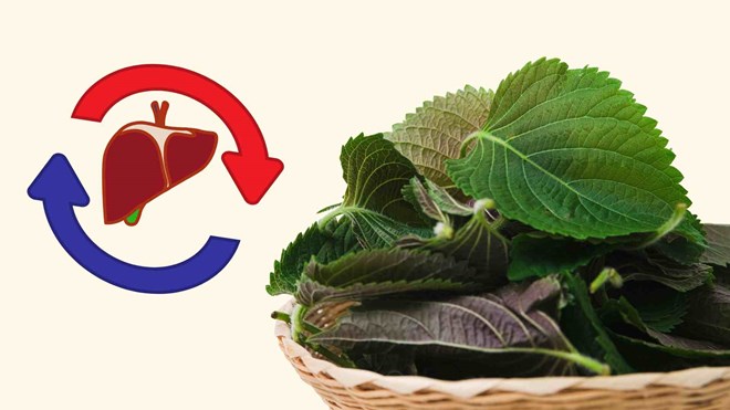 3 món ngon với tía tô giúp tăng chức năng gan thận