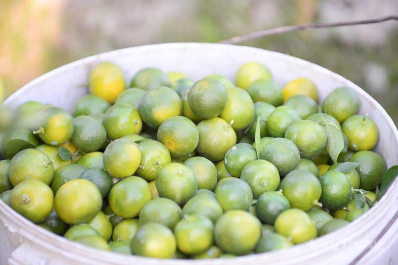 Những quả quất sau khi bị cắt tỉa sẽ được gom lại đưa cho các nhà hàng hoặc mang ra chợ bán để có thêm thu nhập.