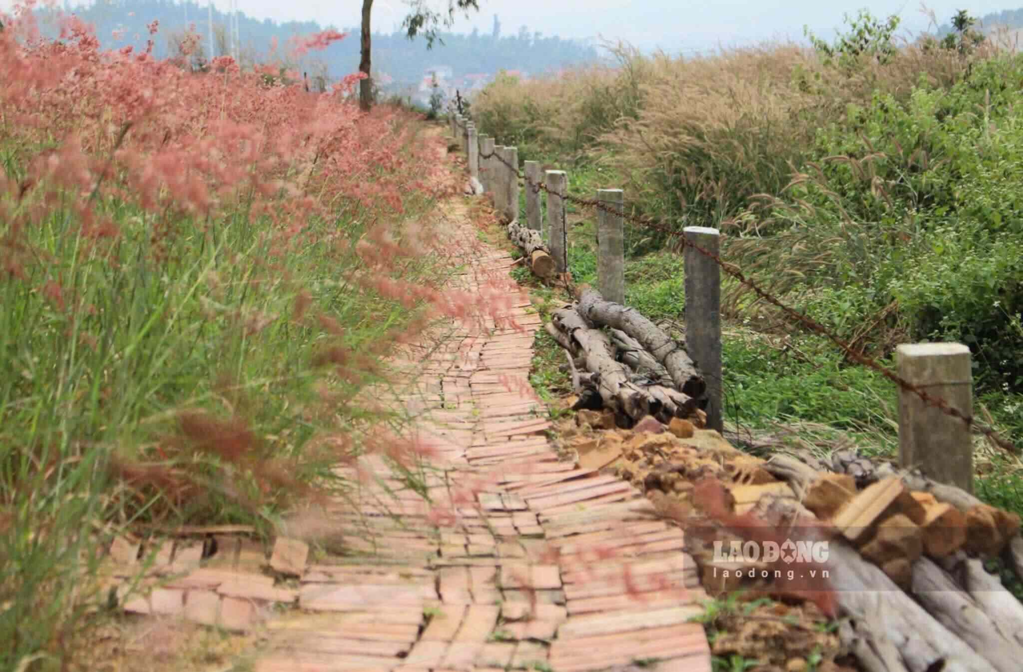 Đại diện chủ đồi cỏ chia sẻ, khu vực đồi cỏ hồng rộng khoảng 2ha, mở cửa từ 6 giờ sáng cho đến khi hết khách. “Đồi cỏ hồng đã hoạt động được 3 năm, tùy vào thời tiết thường kéo dài khoảng tháng 10 âm lịch đến Tết Nguyên Đán. Khách ở các tỉnh về đây rất nhiều, chủ yếu là Hà Nội, Hải Phòng, Quảng Ninh”, đại diện chủ vườn nói.