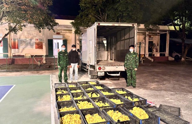 Quảng Ninh phát hiện hai vụ vận chuyển hơn 5.400 con vịt giống tại khu vực biên giới