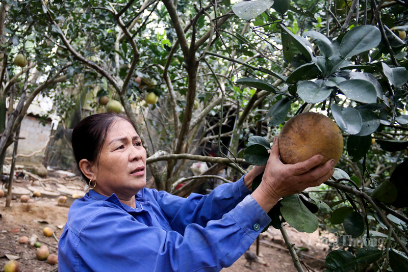 Đại diện Phòng Kinh tế xã Đức Thọ cho biết, từ 8.000 gốc bưởi trồng thử nghiệm ban đầu, đến nay giống cây này đã trở thành chủ lực, mỗi cây cho thu nhập bình quân 1,5-2 triệu đồng mỗi vụ. Việc bưởi rụng hàng loạt đang đẩy khoảng 1.000 hộ trồng bưởi vào nguy cơ mất trắng ngay trước Tết.