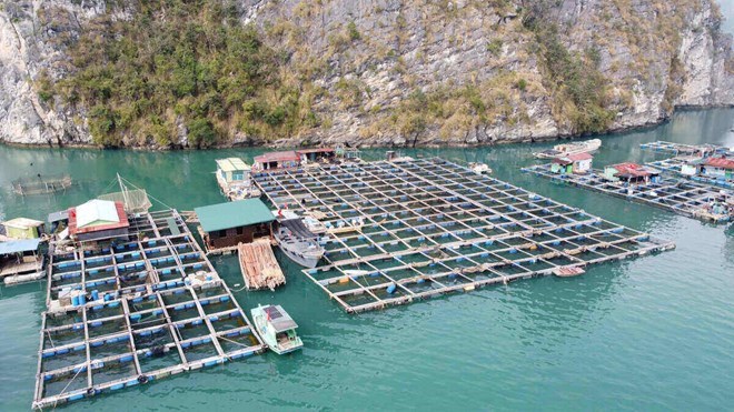 Quảng Ninh đã giao hơn 4.000 ha mặt biển nuôi trồng thủy sản, nhiều điểm nghẽn cần tháo gỡ