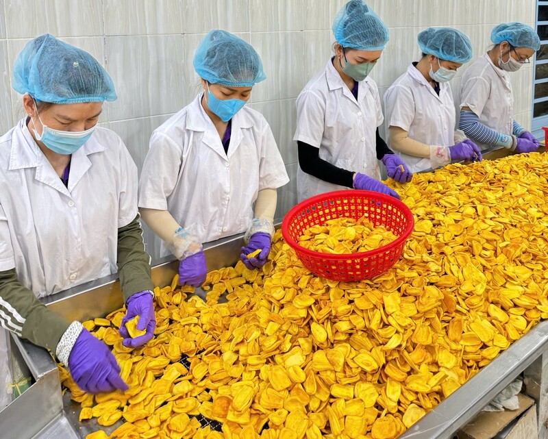 Không khí tất bật tại kho mít xuất khẩu cuối năm. Ảnh: Công ty Nam Huy Đồng Tháp