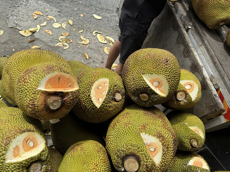 Mít được thu mua tại vườn, tuyển chọn từng trái kĩ lưỡng. Ảnh: Vựa mít Khánh Thắng